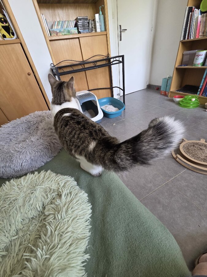 chat