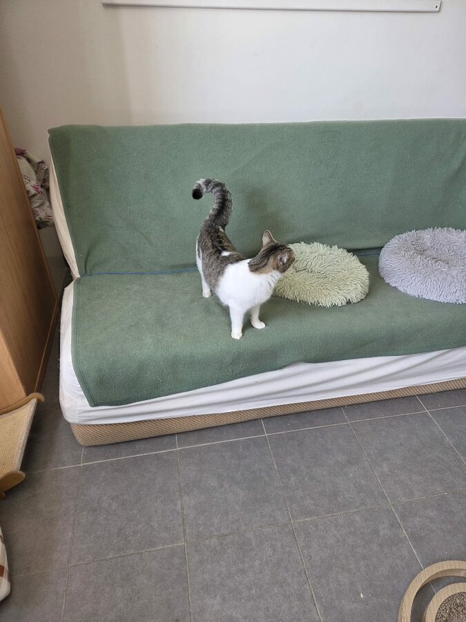 chat