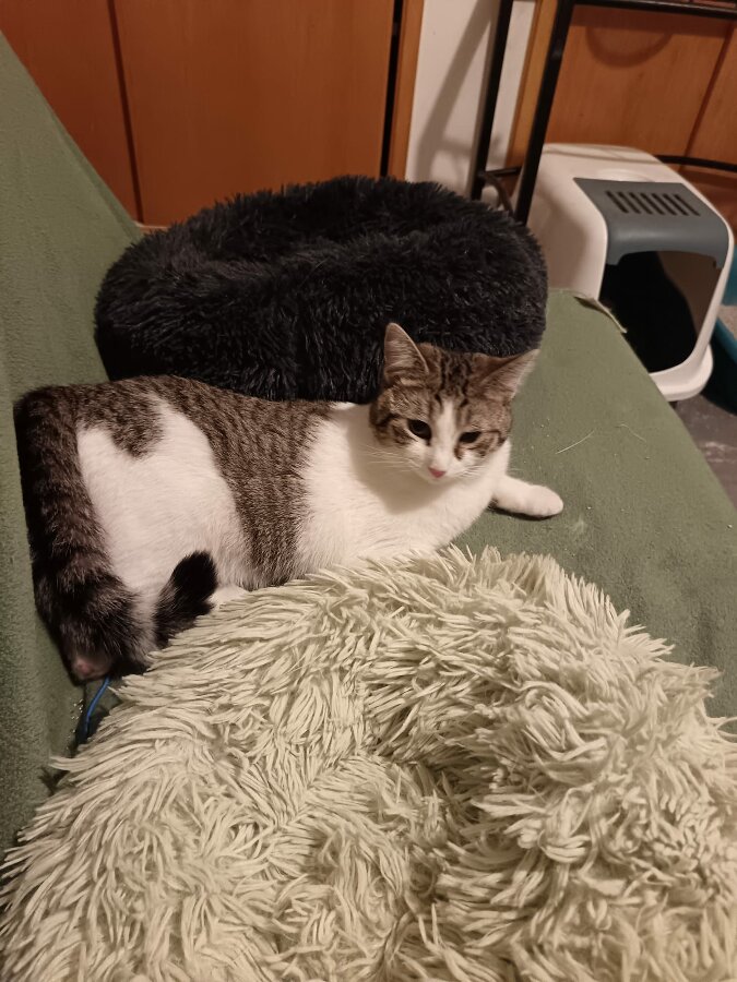 chat