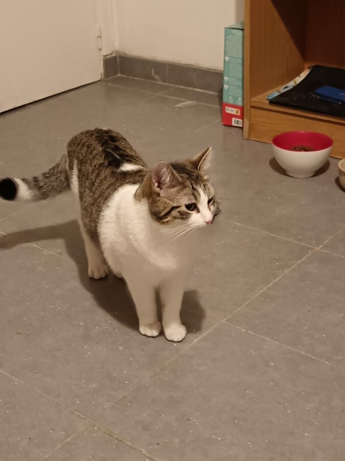 chat