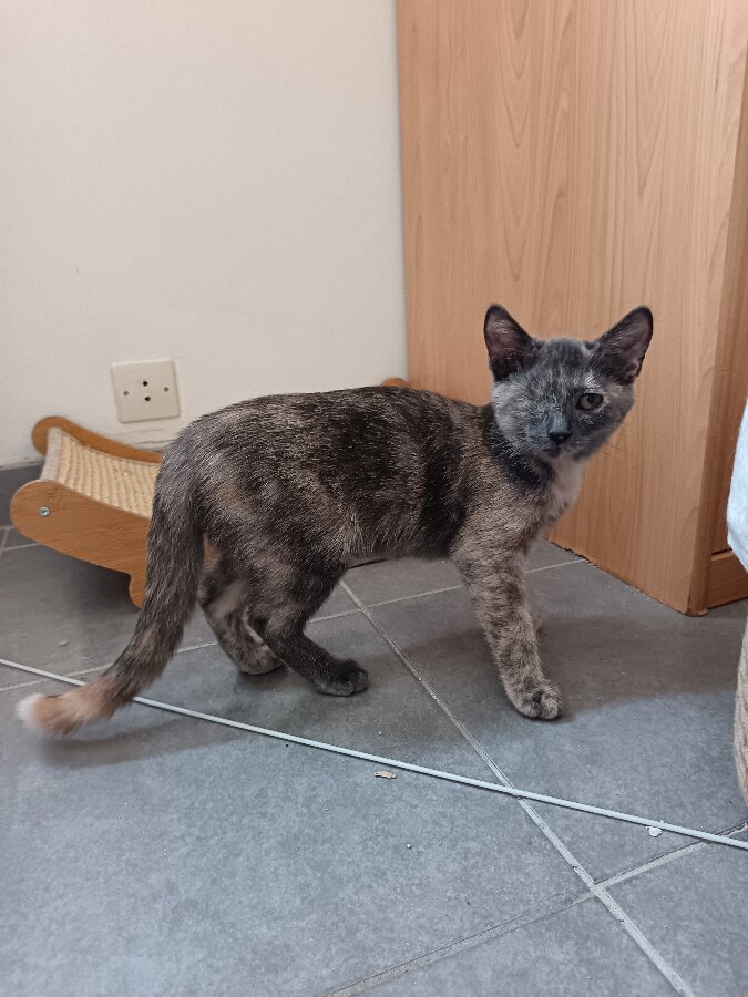 chat