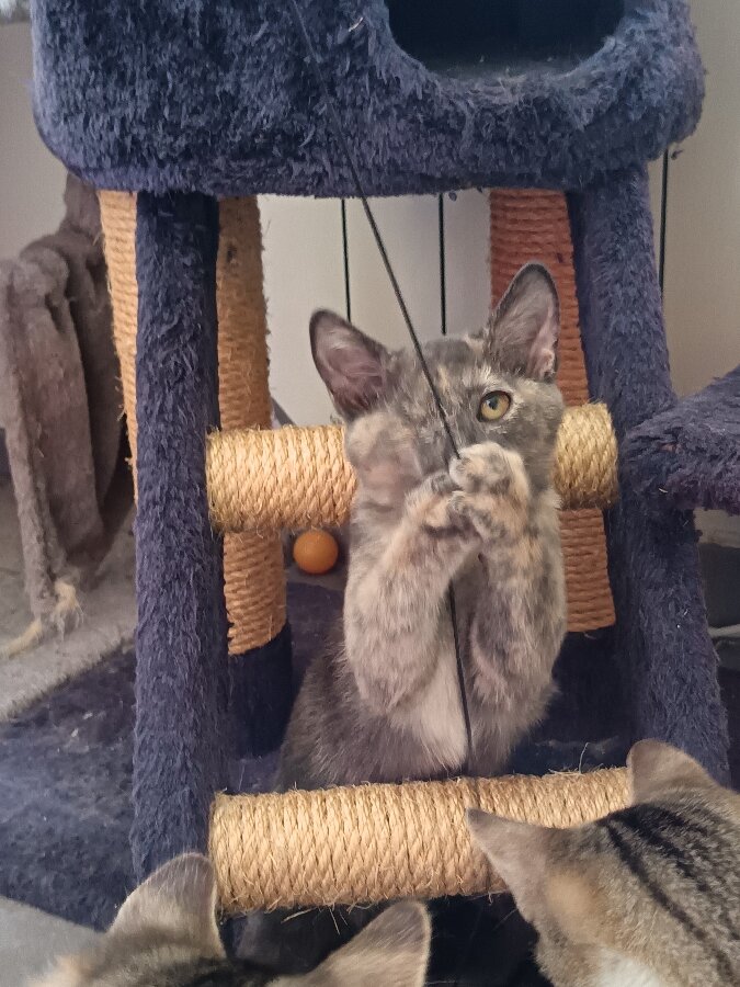 chat