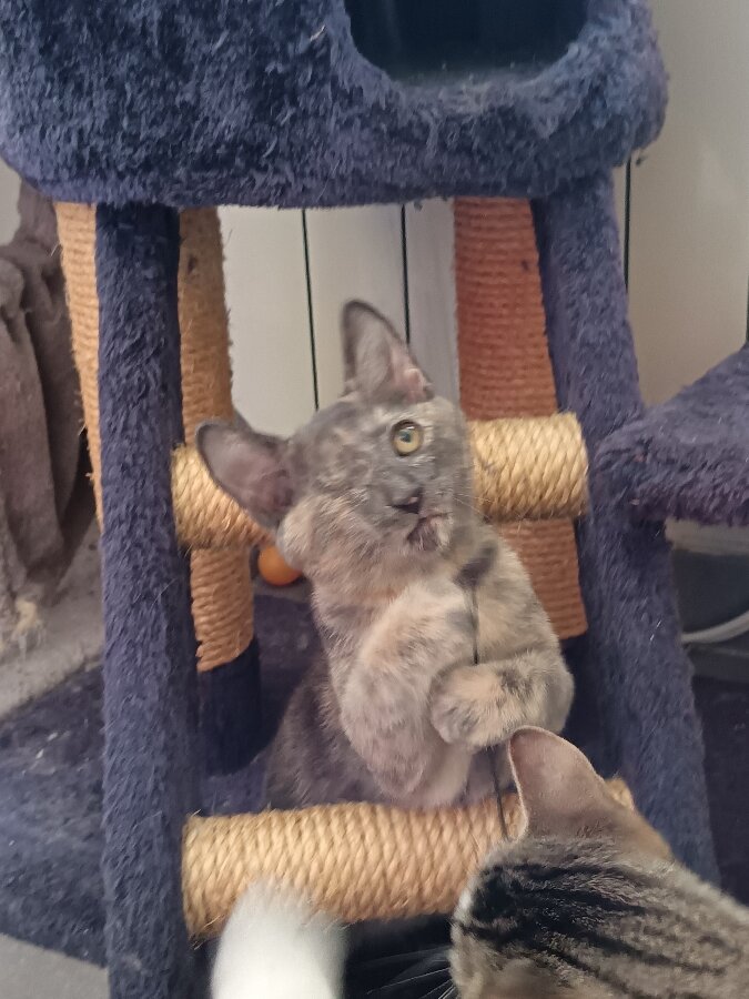 chat