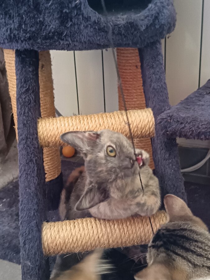 chat