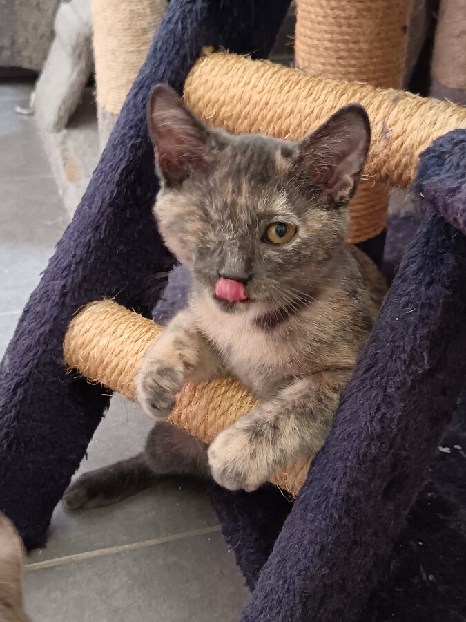 chat