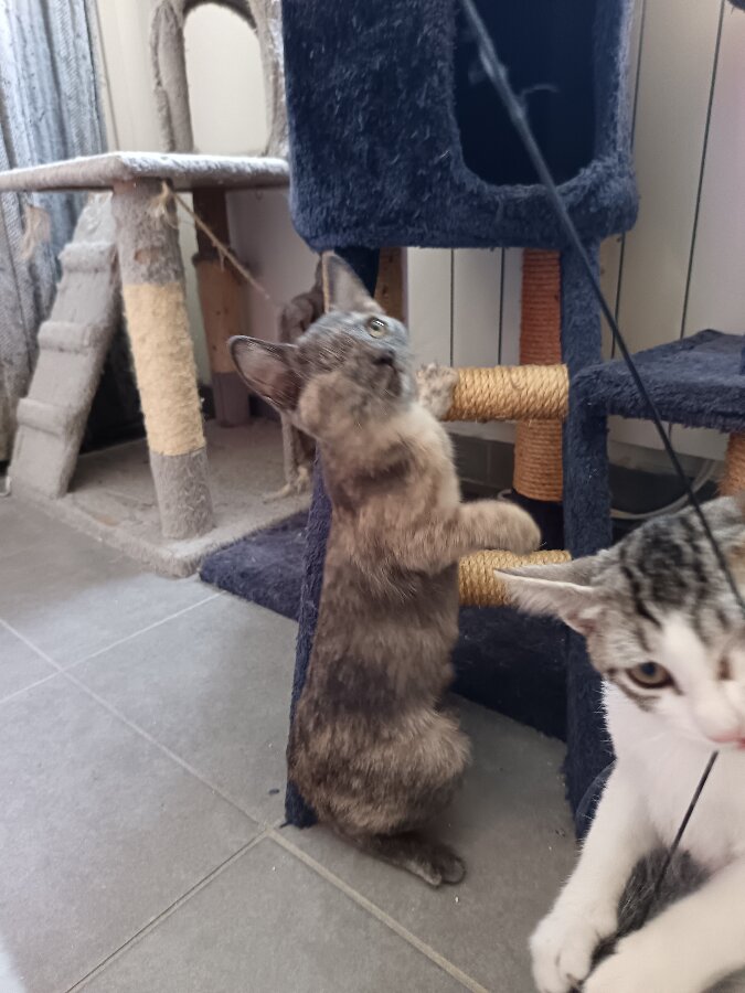 chat