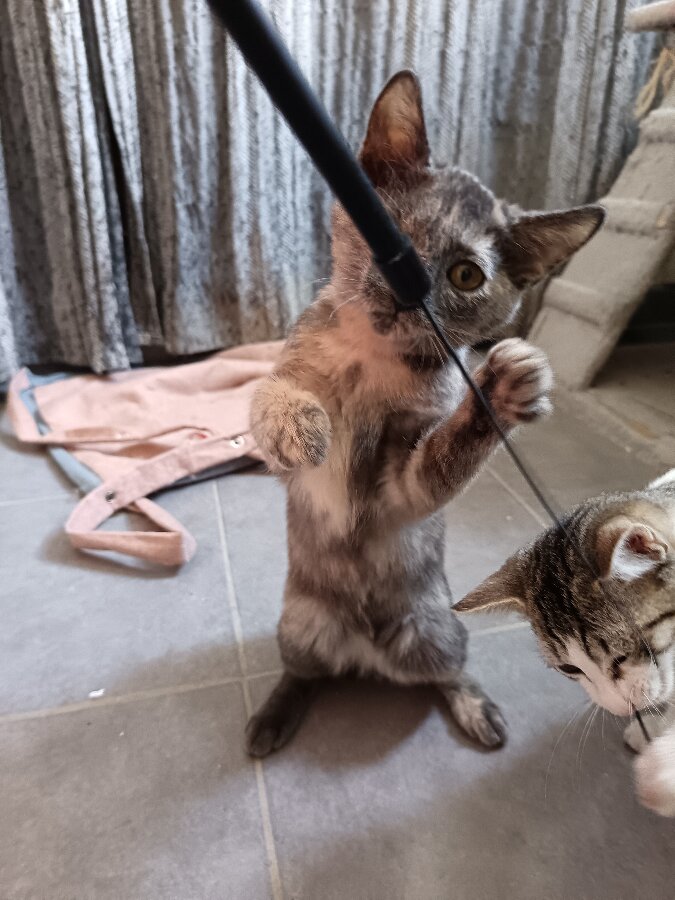 chat