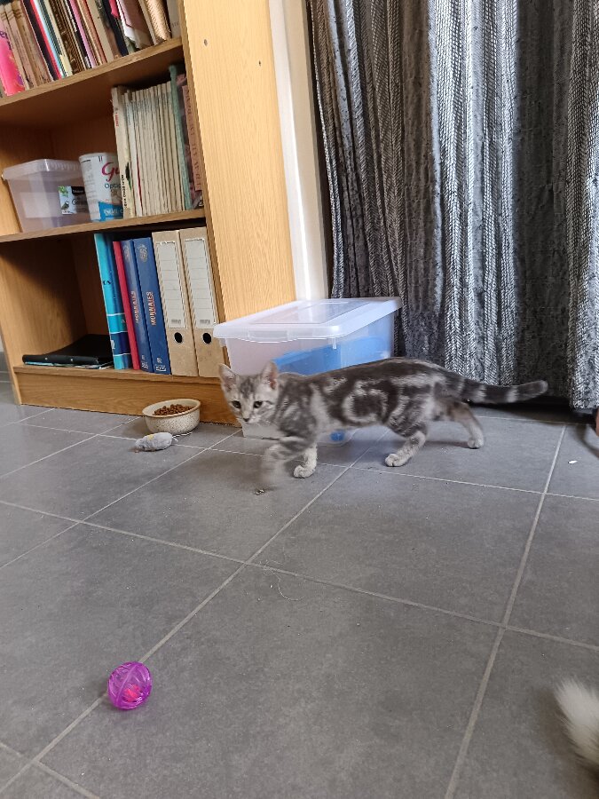 chat