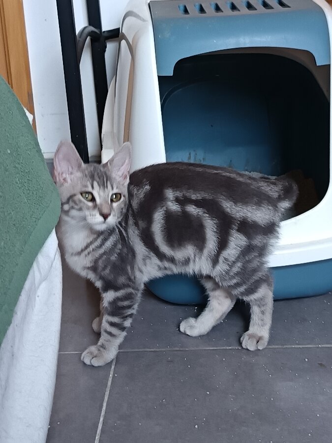 chat