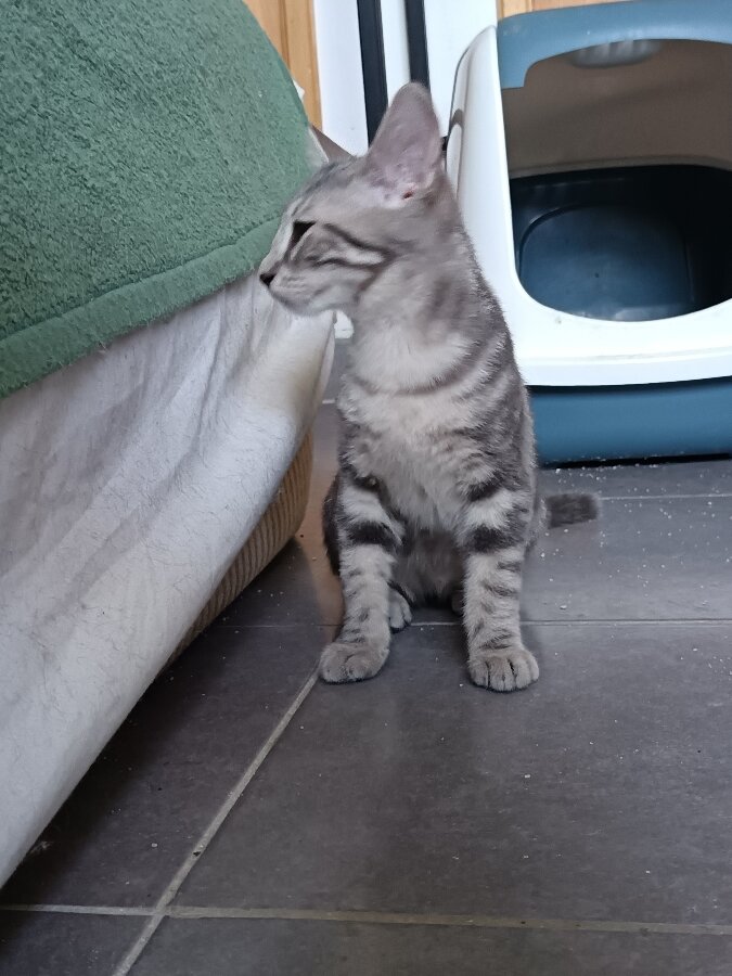 chat