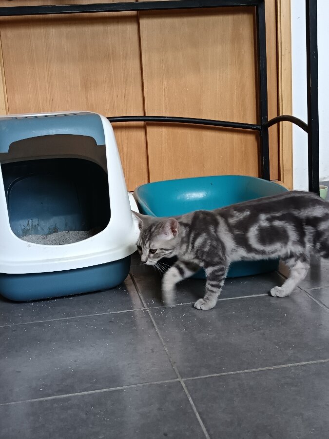 chat