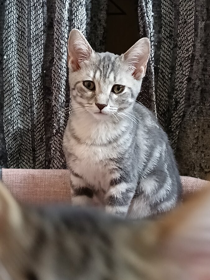 chat