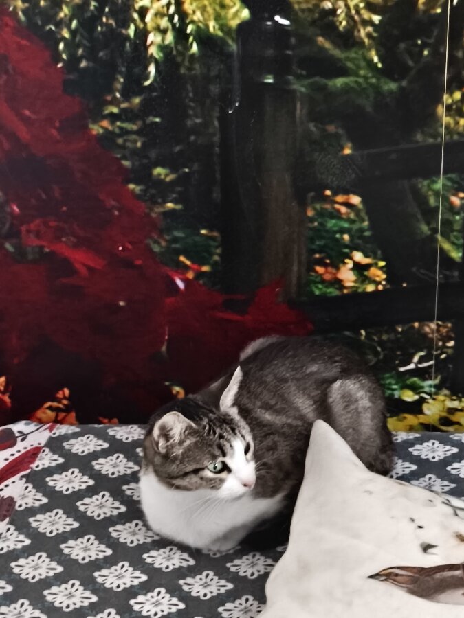 chat