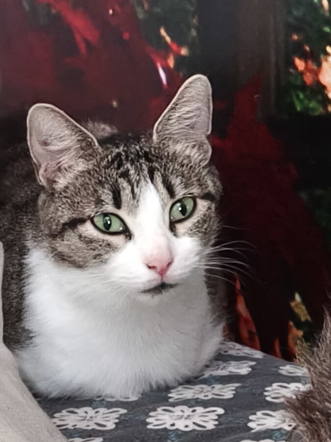 chat