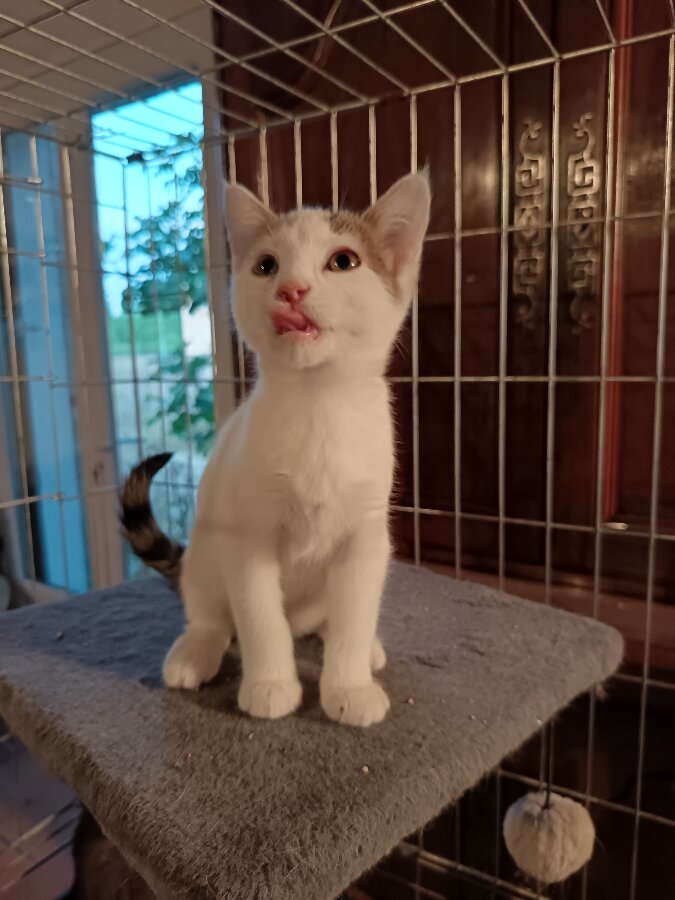 chat