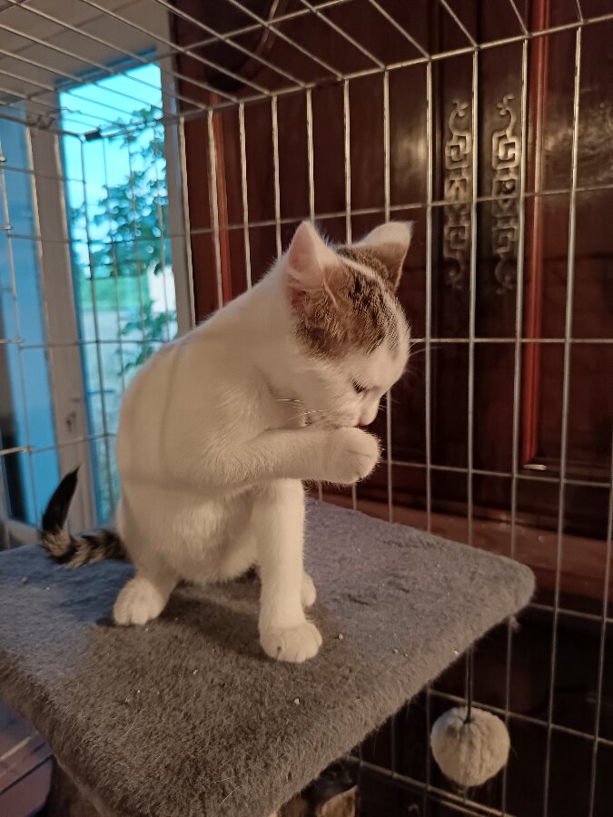 chat