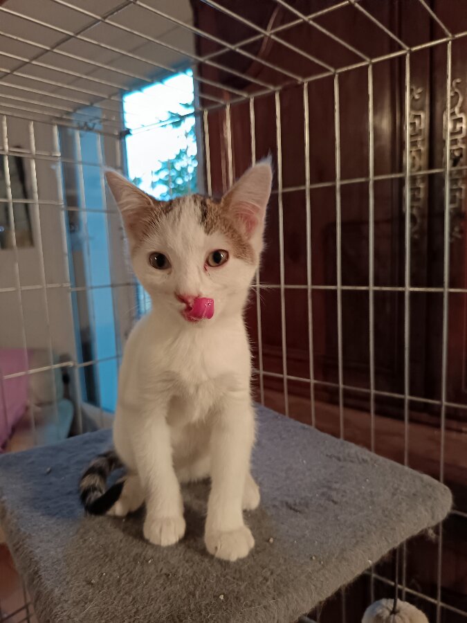 chat