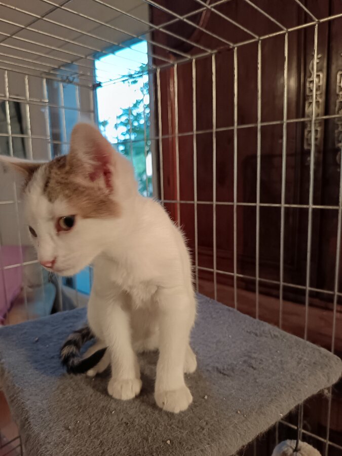 chat