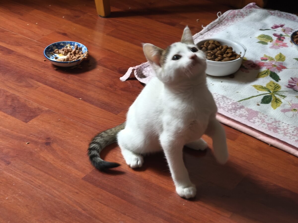 chat