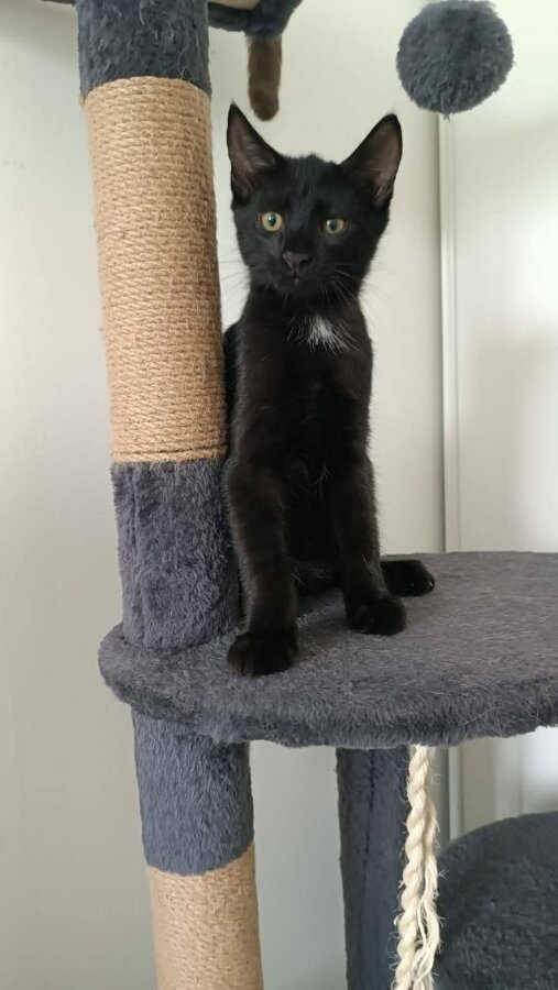 chat