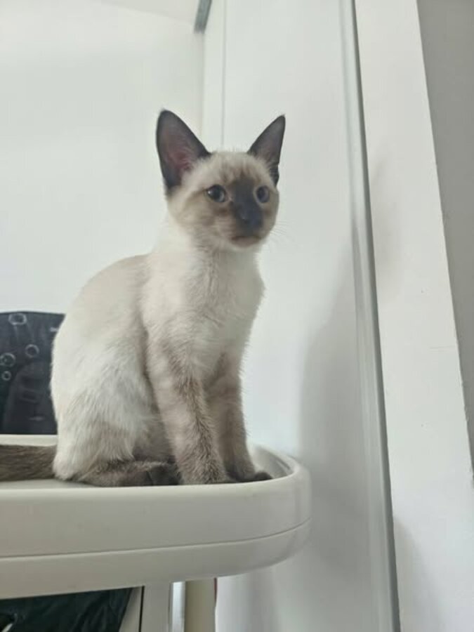 chat