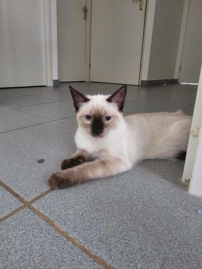 chat