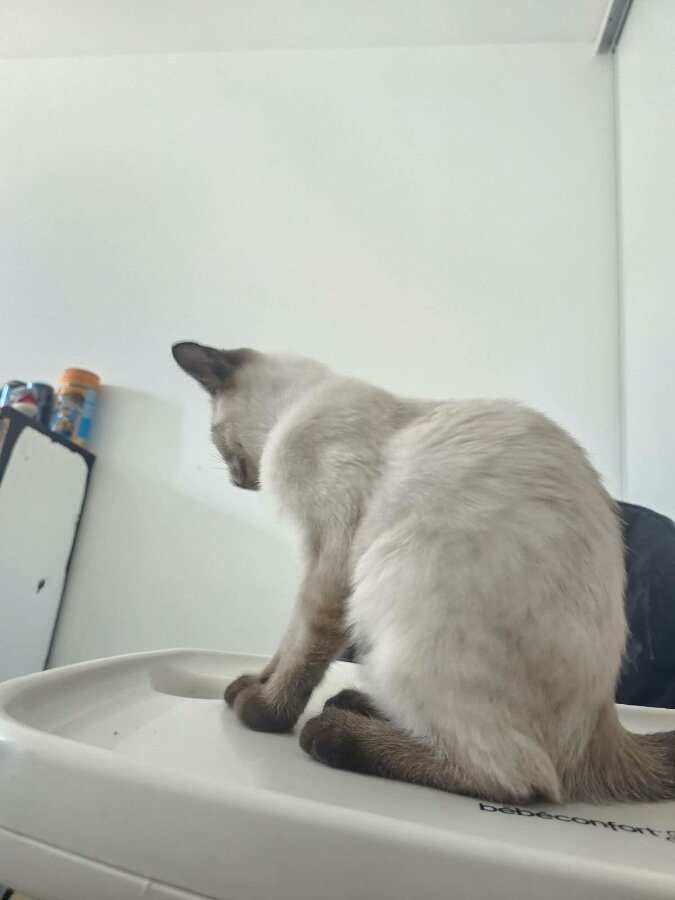 chat