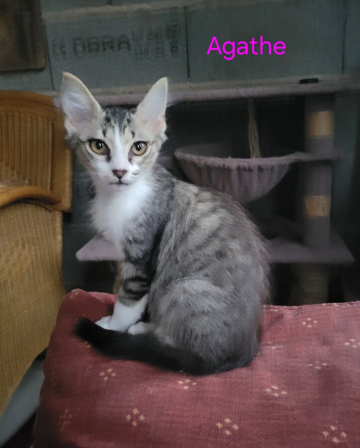 chat