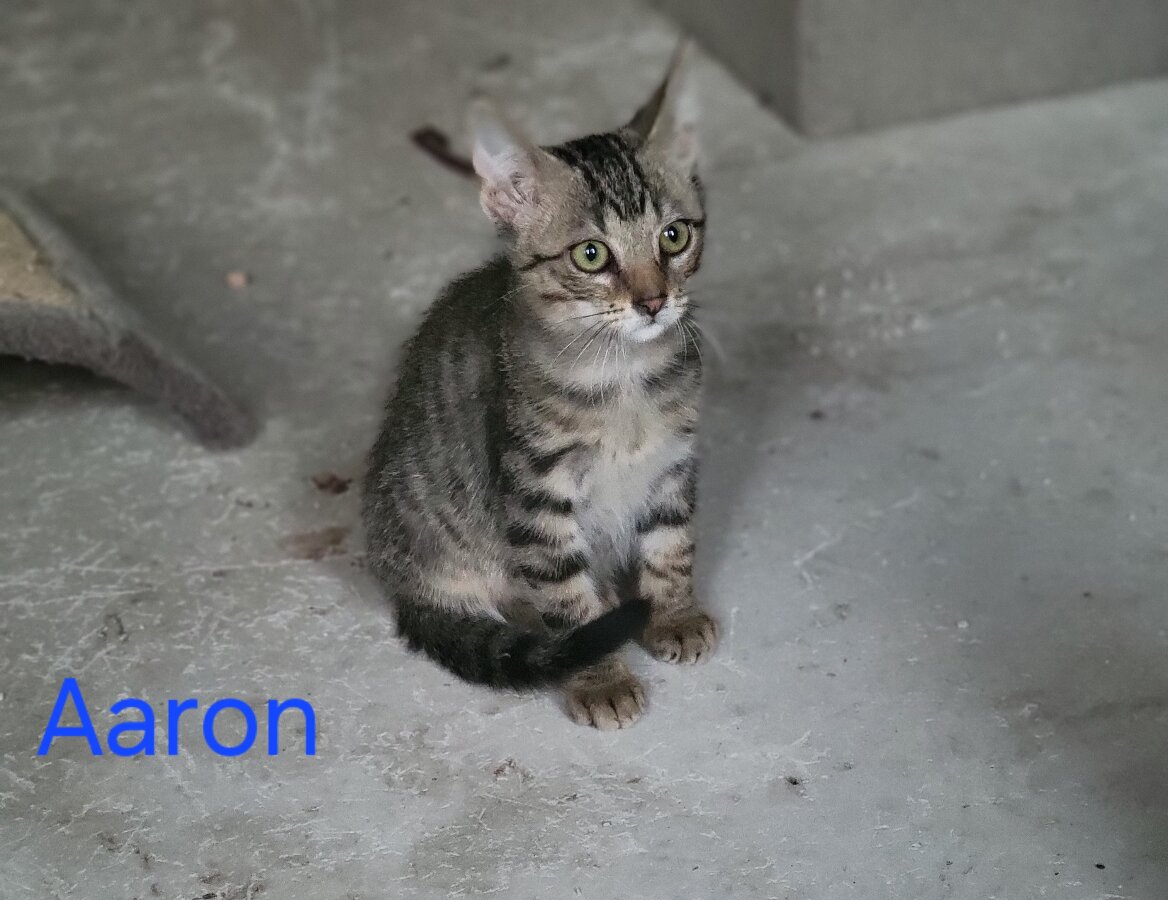 chat