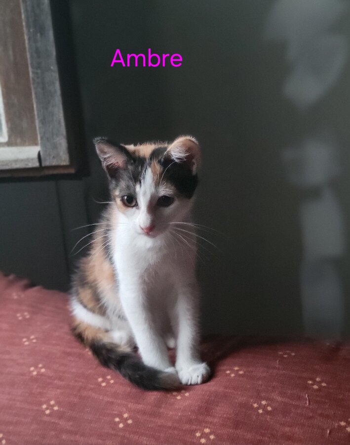 chat