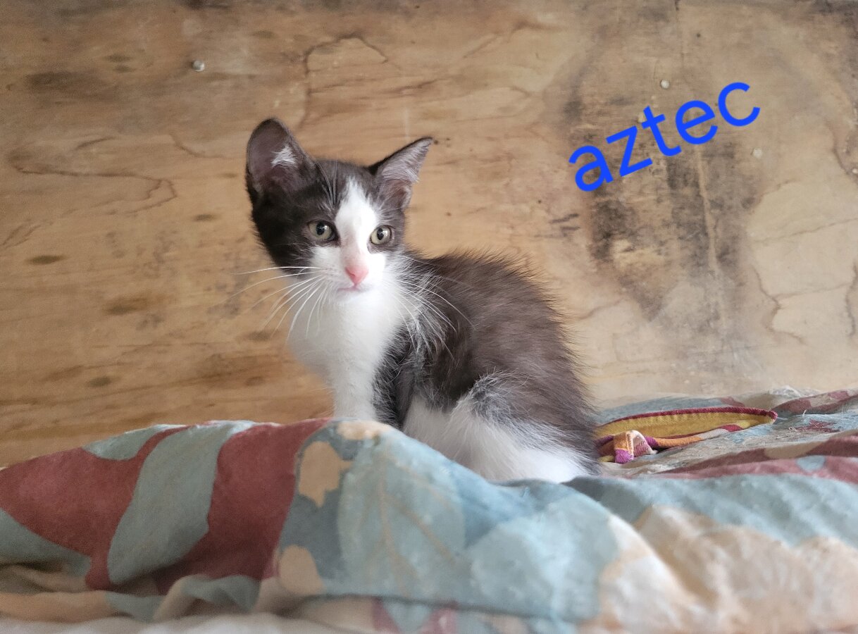 chat