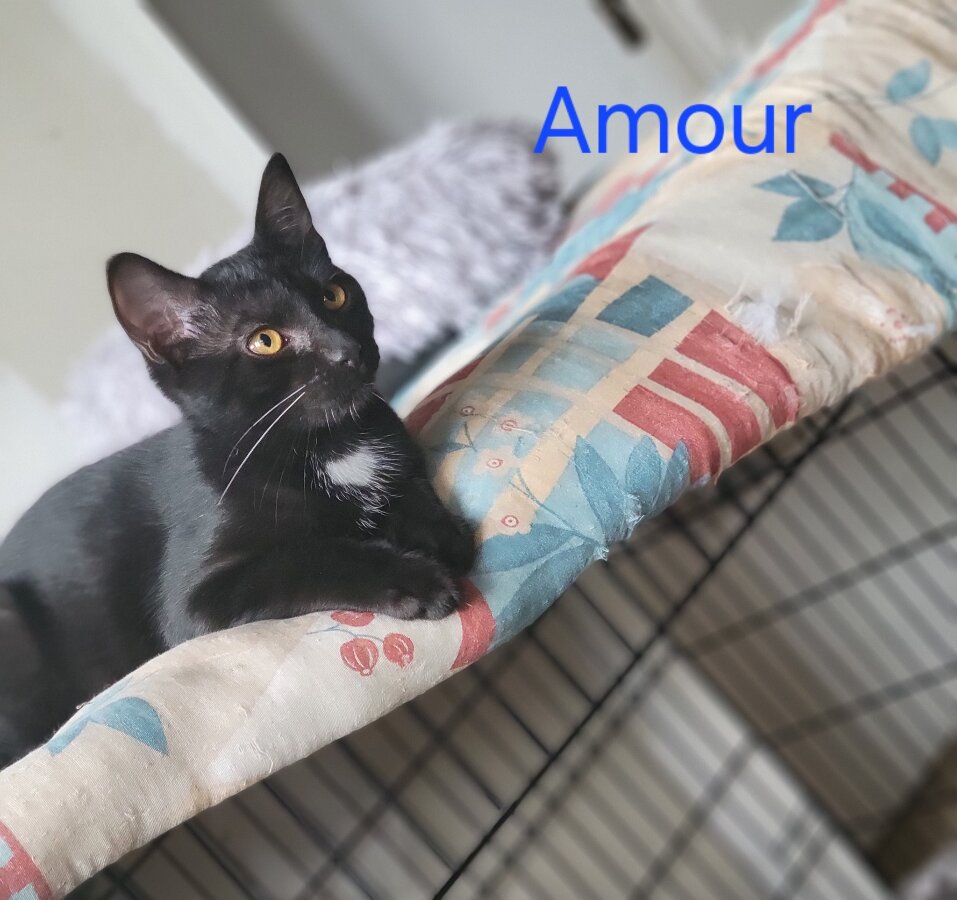 chat
