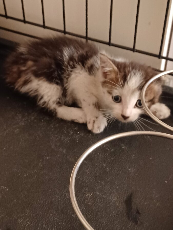 chat
