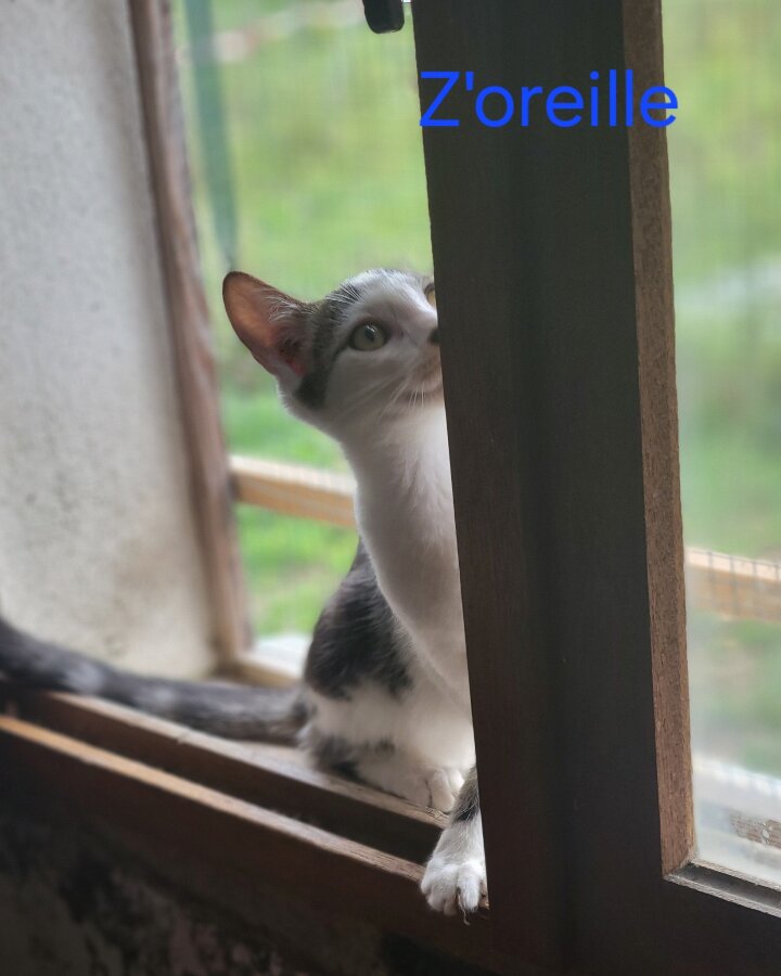 chat