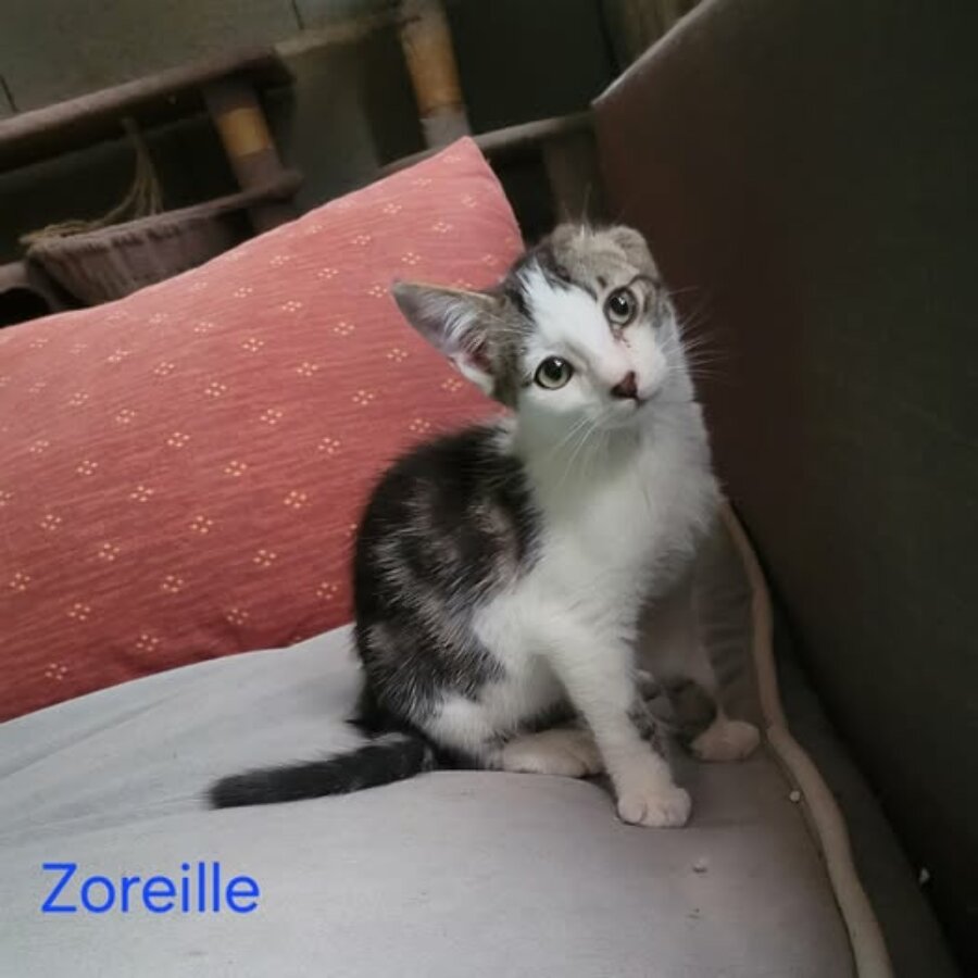 chat