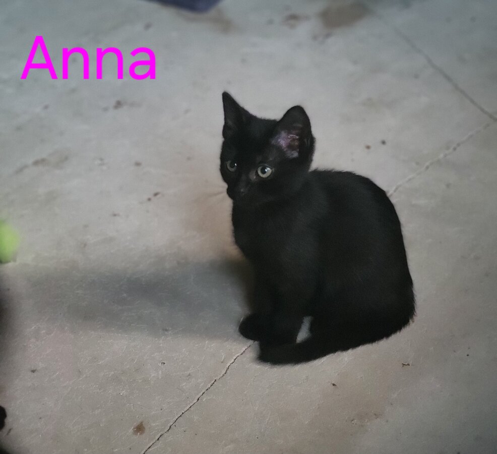 chat