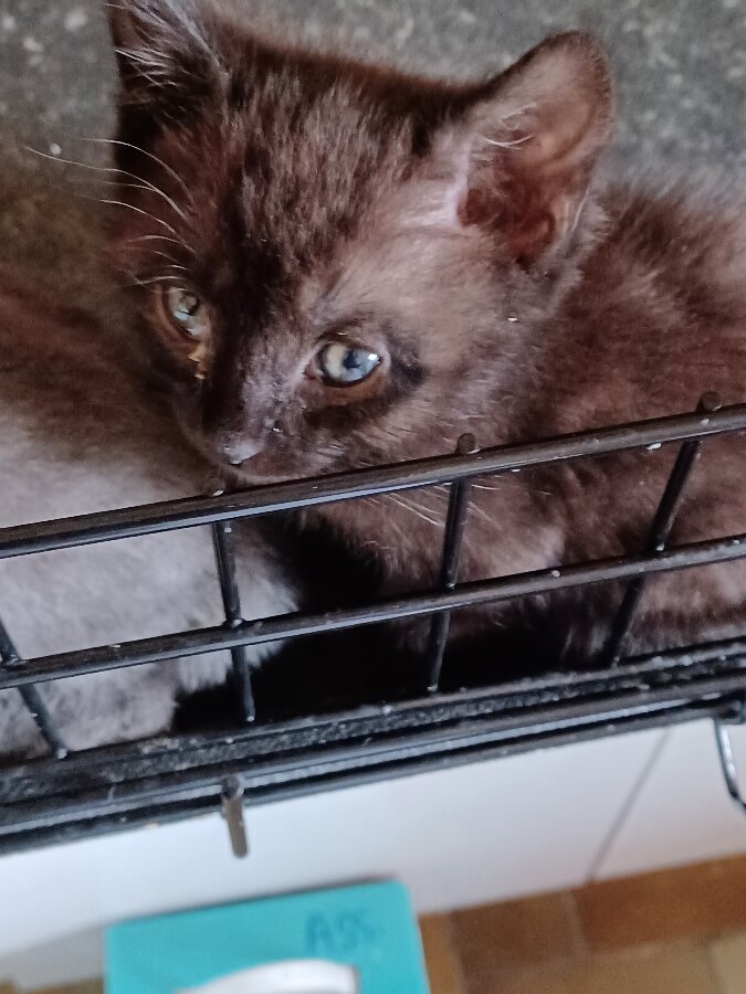 chat