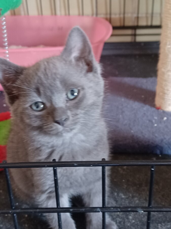 chat
