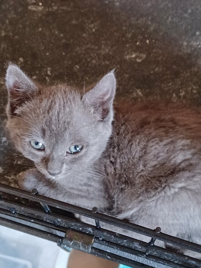 chat