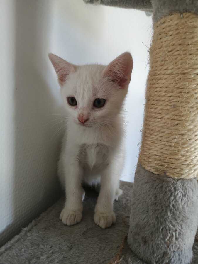 chat