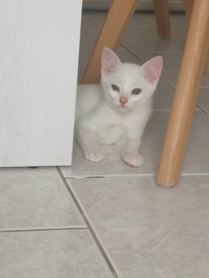 chat