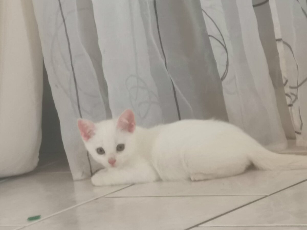 chat