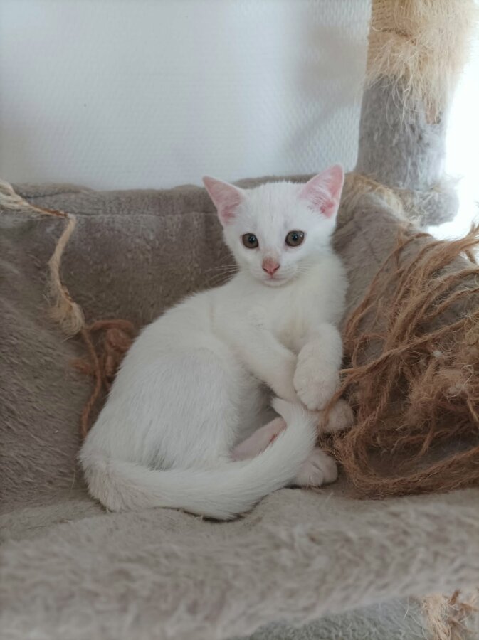 chat