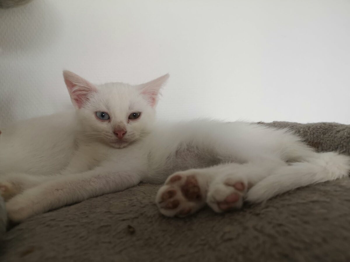 chat