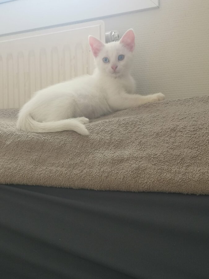 chat