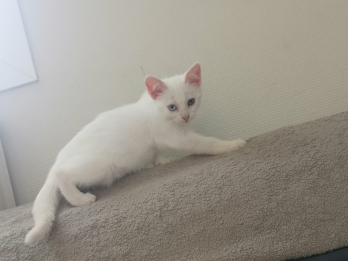 chat