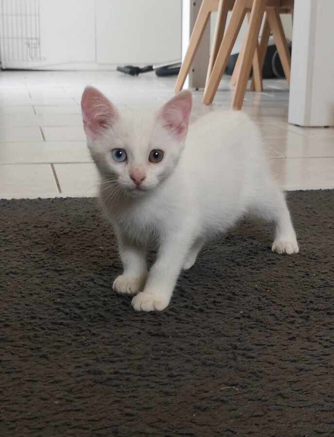 chat