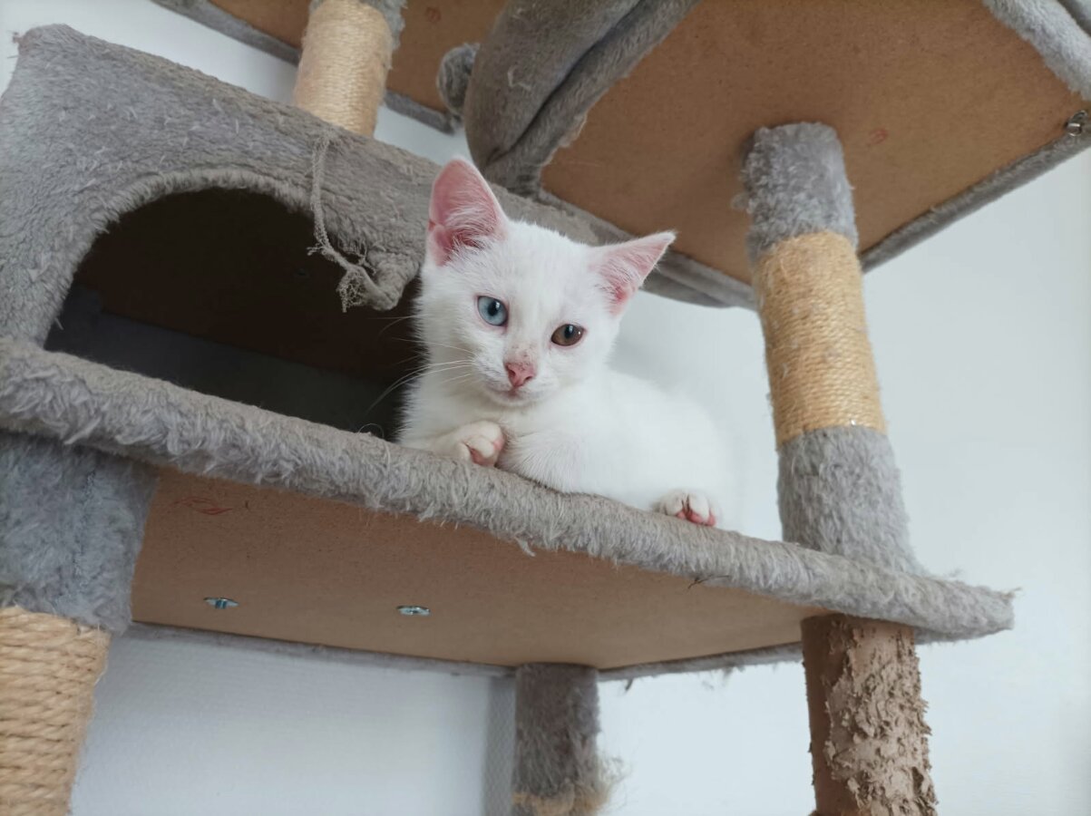 chat