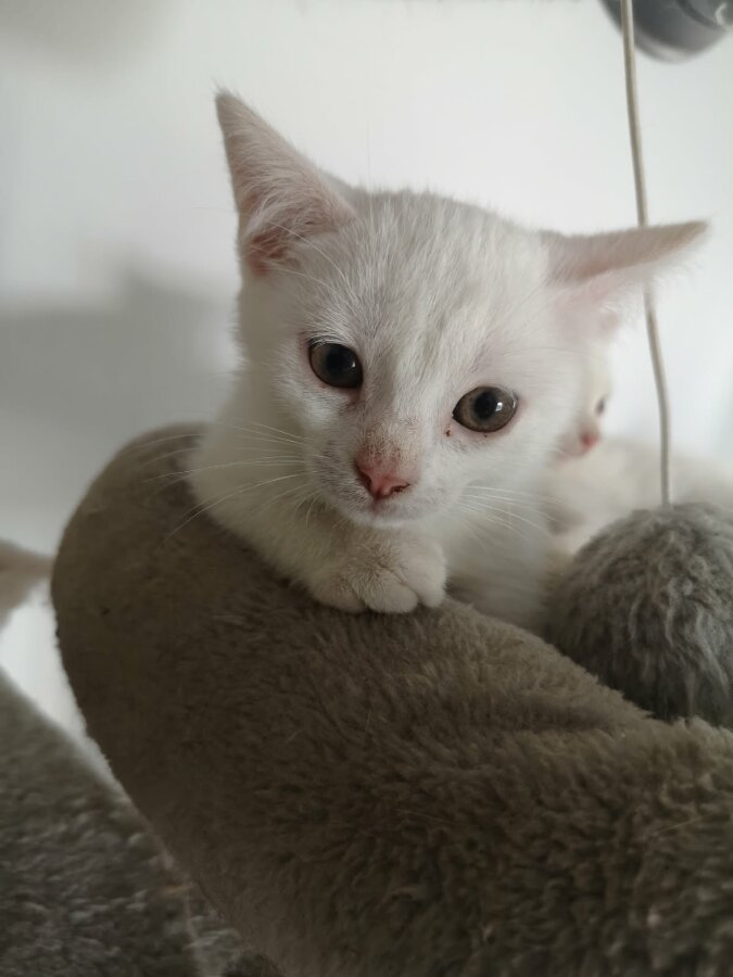 chat