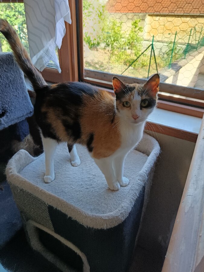 chat